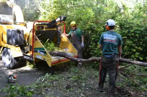 tree services Shelton